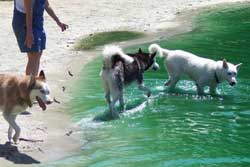 dog park in jacksonville florida