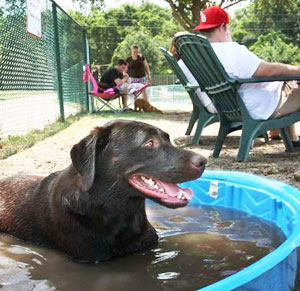 jacksonville- dog bath