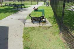 dog park in jacksonville florida
