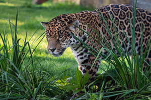 jacksonville zoo